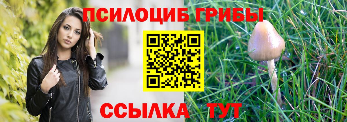 Псилоцибиновые грибы Cubensis Гудермес